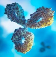 Single B Cell Antibody Technology