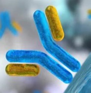 Phage antibody library technology
