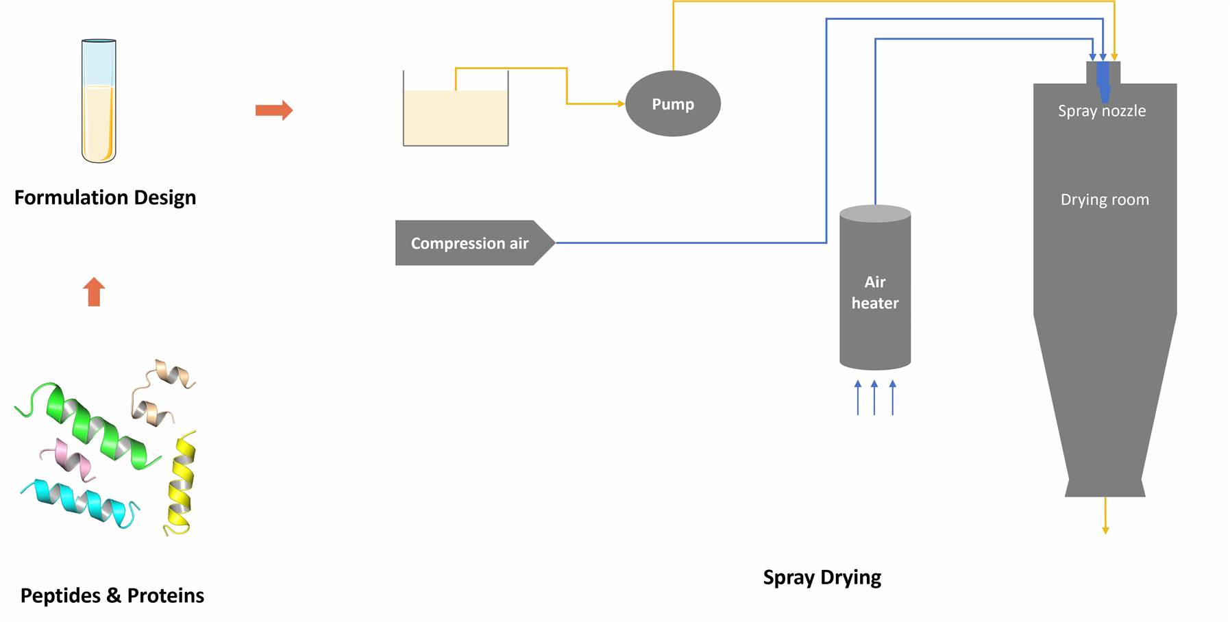 Peptide and Protein Spray Drying Process at CD Formulation