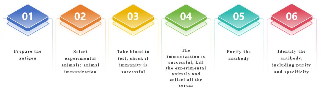 Polyclonal Antibody Preparation Services