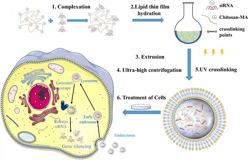 UV cross-linked chitosan-methacrylate nanogels for siRNA delivery