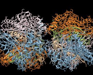 Protein Purity Analysis