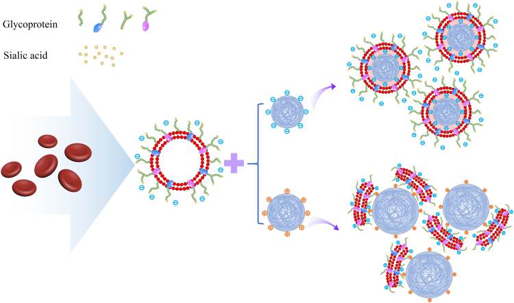 RVs fused with polymer nanoparticles