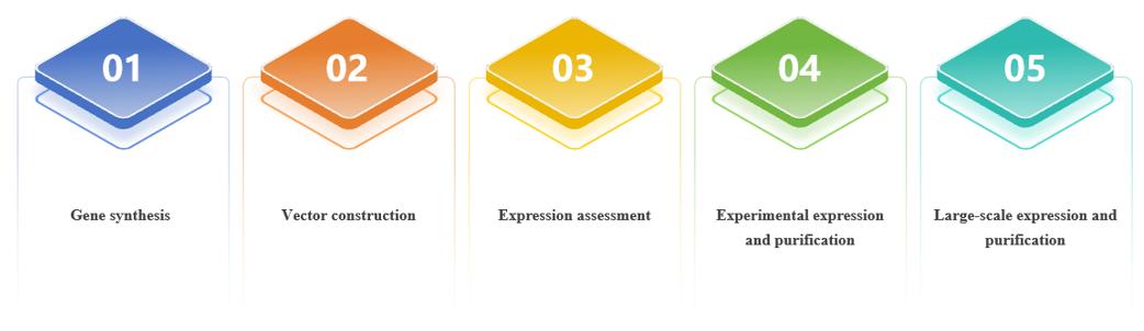 Recombinant Antibody Preparation Services