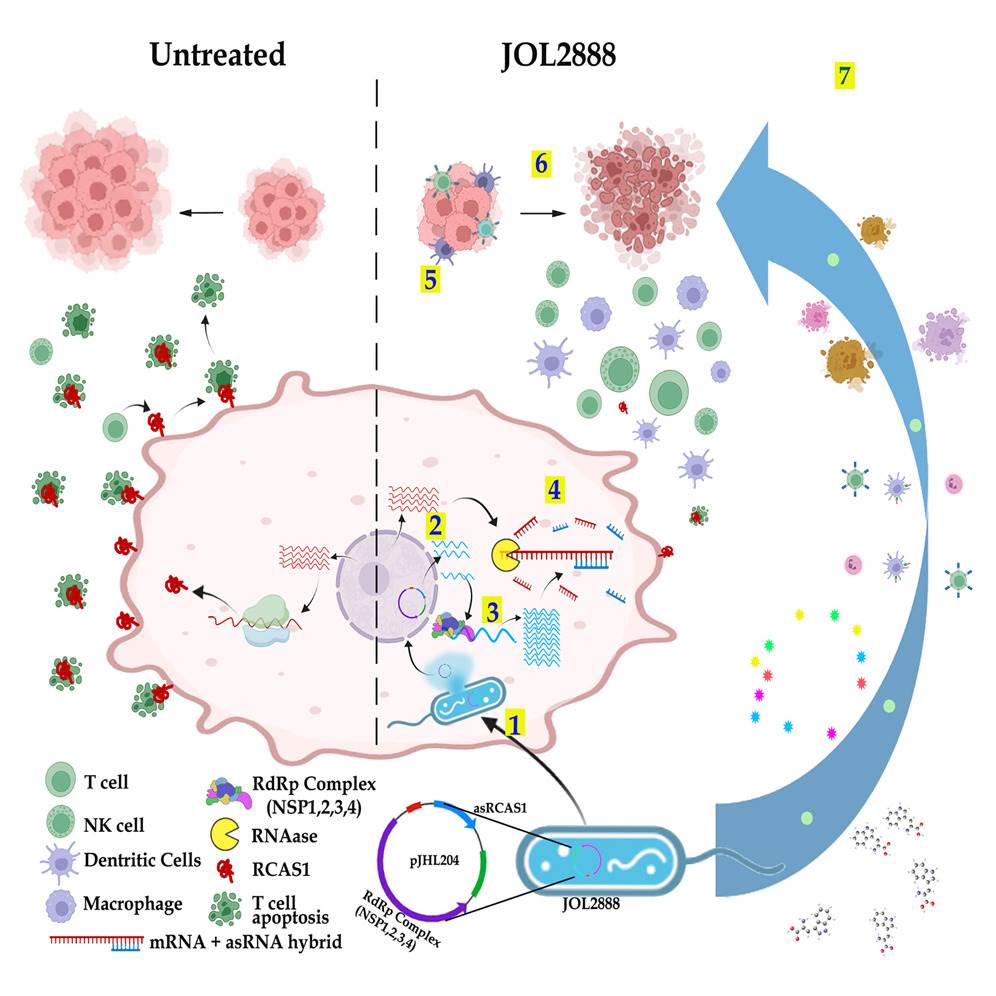 Tumor-targeted delivery of lnc antisense RNA using Salmonella