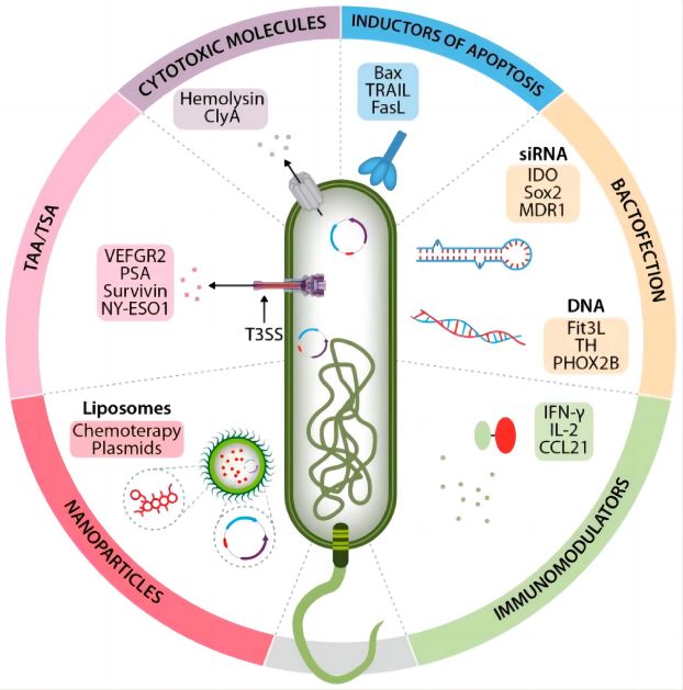 S. enterica as a delivery system for heterologous molecules in cancer therapy