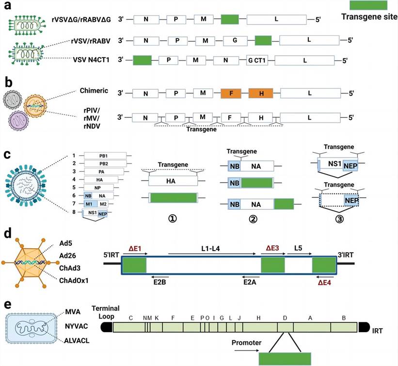 Viral vector types and design strategies