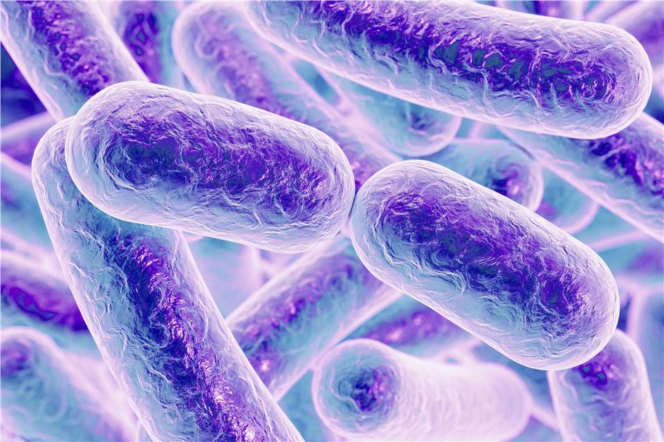 Bacteria