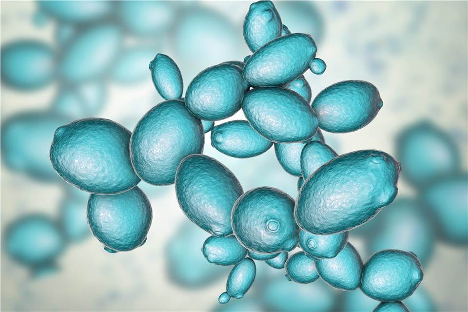 Yeasts