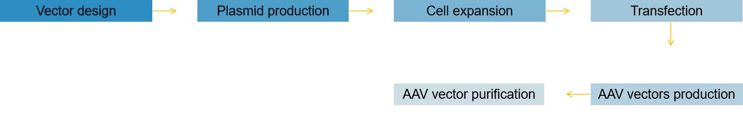 Fig.1 AAV vectors construction.