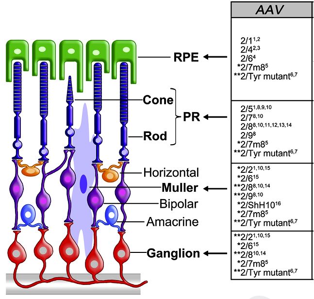 Fig.2 Treatment of AAV in retinal genes