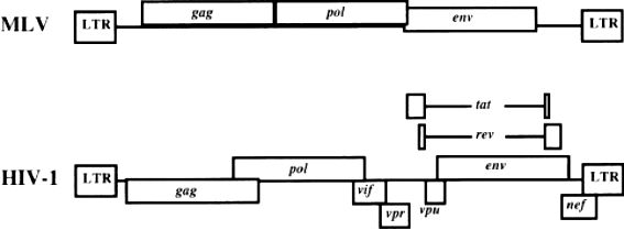 Fig. 2 Design of lentiviral vectors.