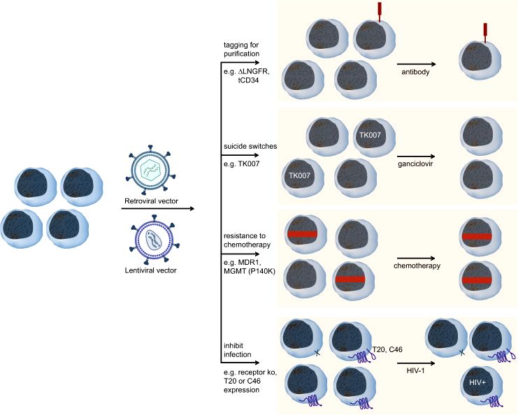 Fig.2 Several mechanisms to enrich gammaretroviral.