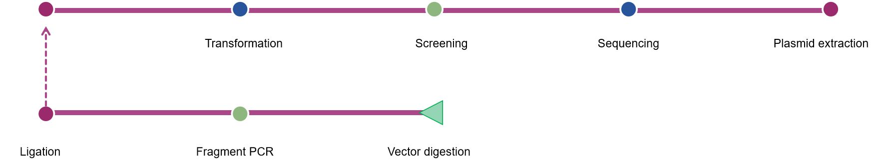 Fig.1 Our process of vaccinia viral vector construction.
