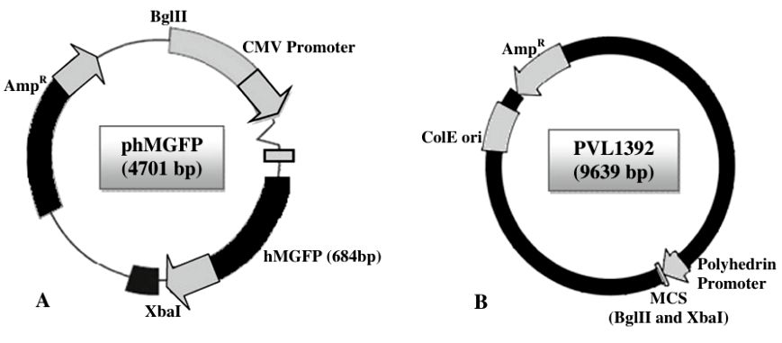 Fig.2 Recombinant baculovirus vectors clone.