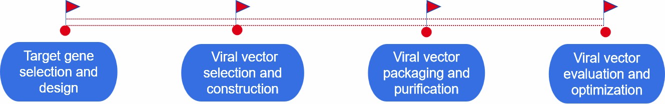 Fig.2 Our process of viral gene delivery systems development.