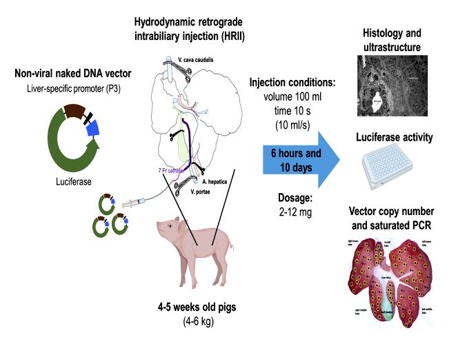 Fig.1 Inject naked DNA vectors in newborn piglets.