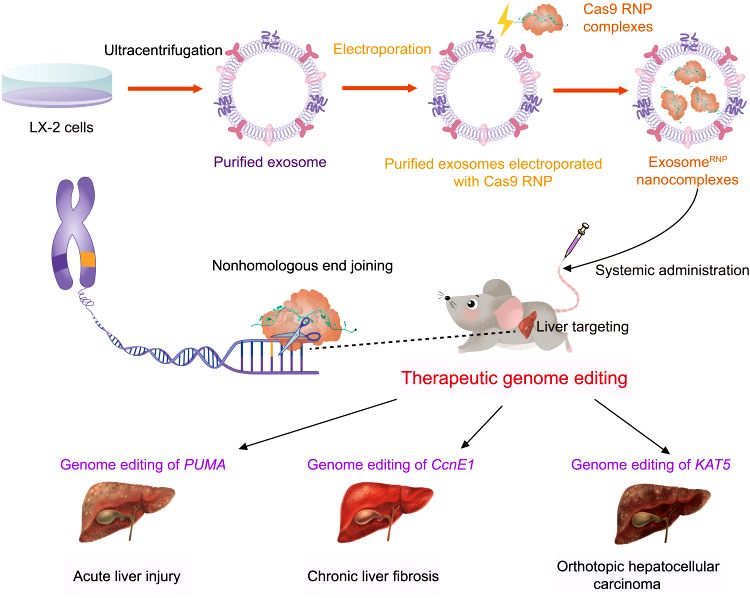 Fig.1 Schematic illustration of exosome for the treatment of liver disorders.