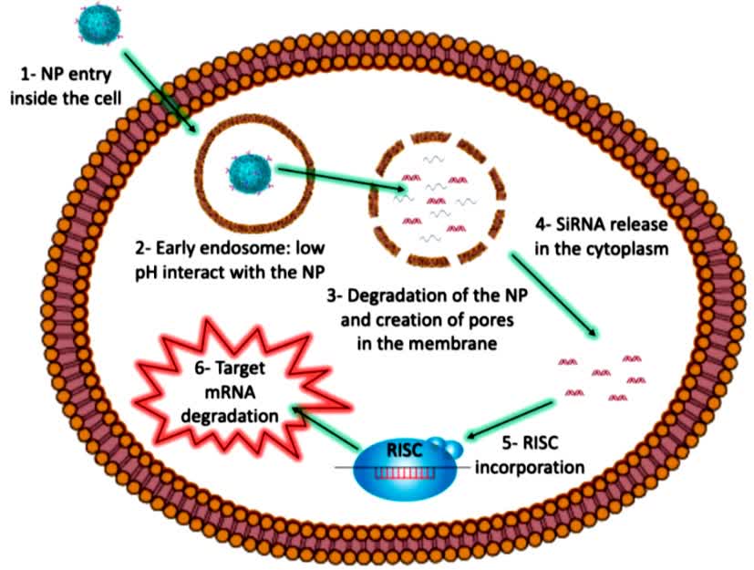 Fig.2 siRNA-loaded nanoparticles as nanovectors.