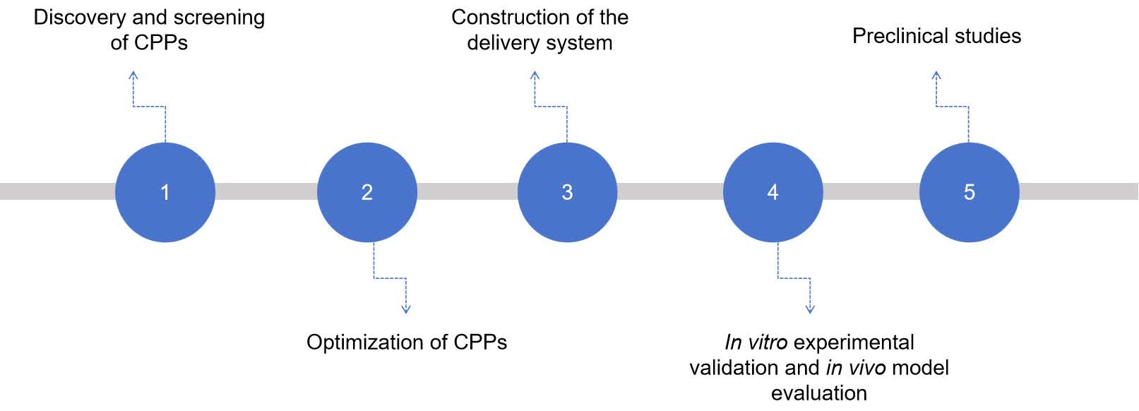 Fig.1 cell-penetrating peptides development process.