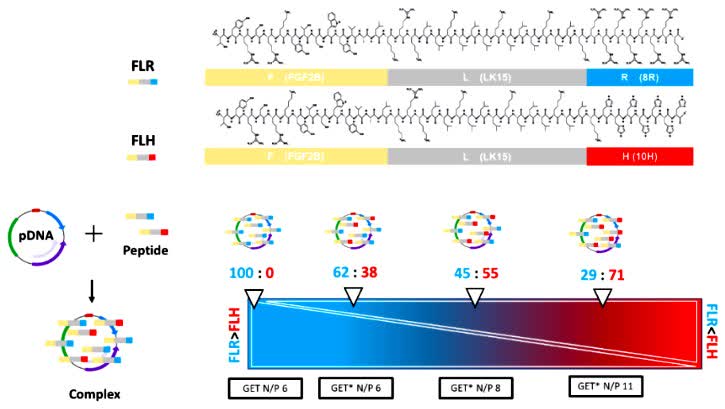 Fig.2 Research of cell-penetrating peptides.