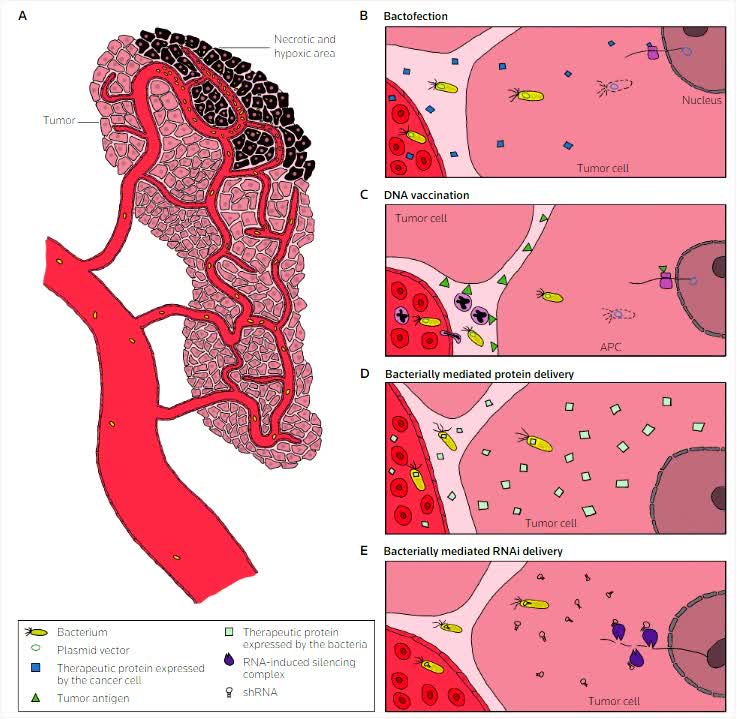 Fig.2 Antitumor effects of bacteria.
