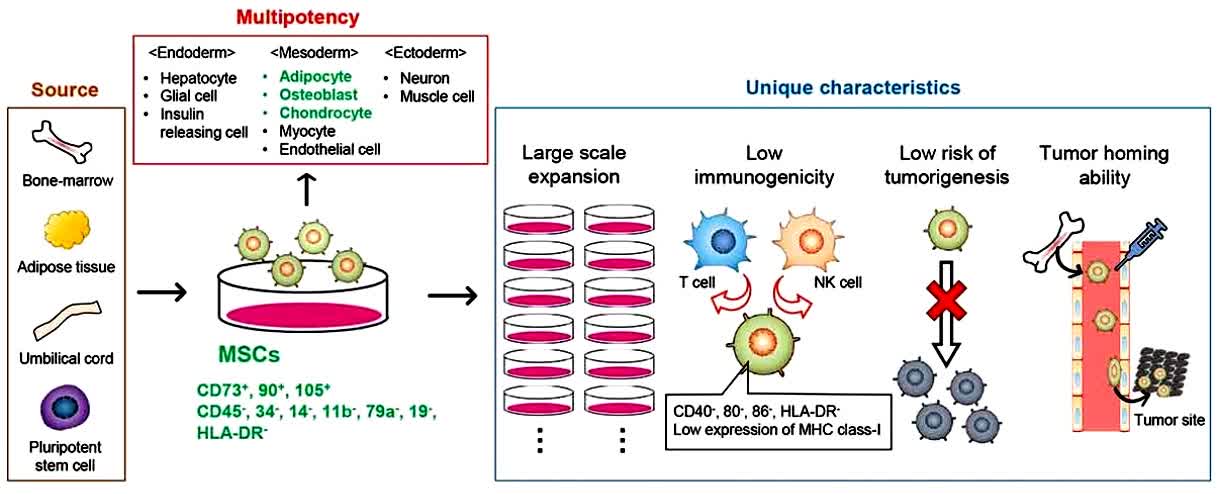 Fig.2 Applications of mesenchymal stem cells.
