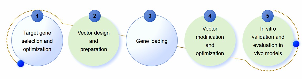 Fig.1 Non-viral gene delivery development process.