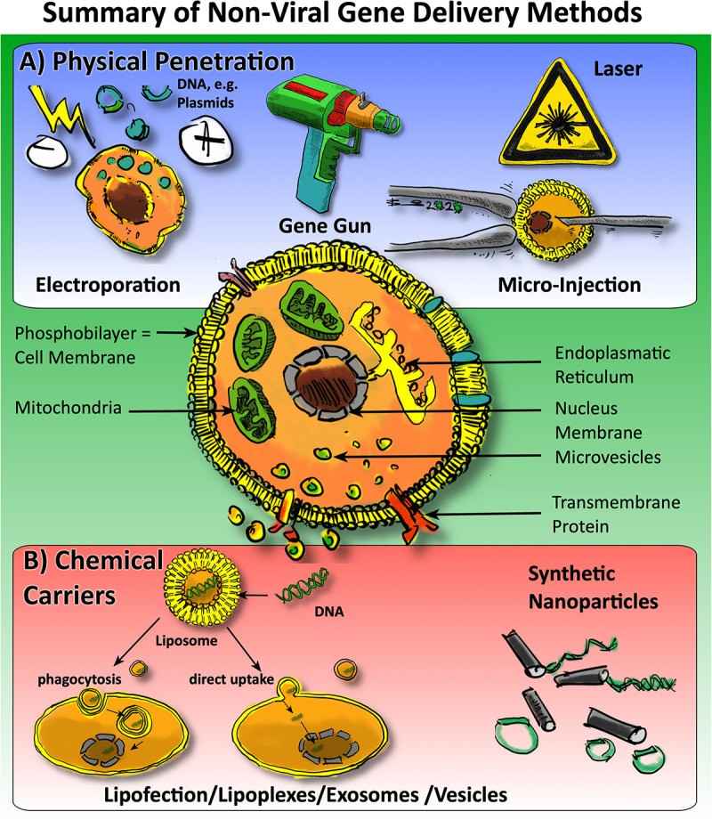 Fig.2 Non-viral approaches for gene delivery to cells.