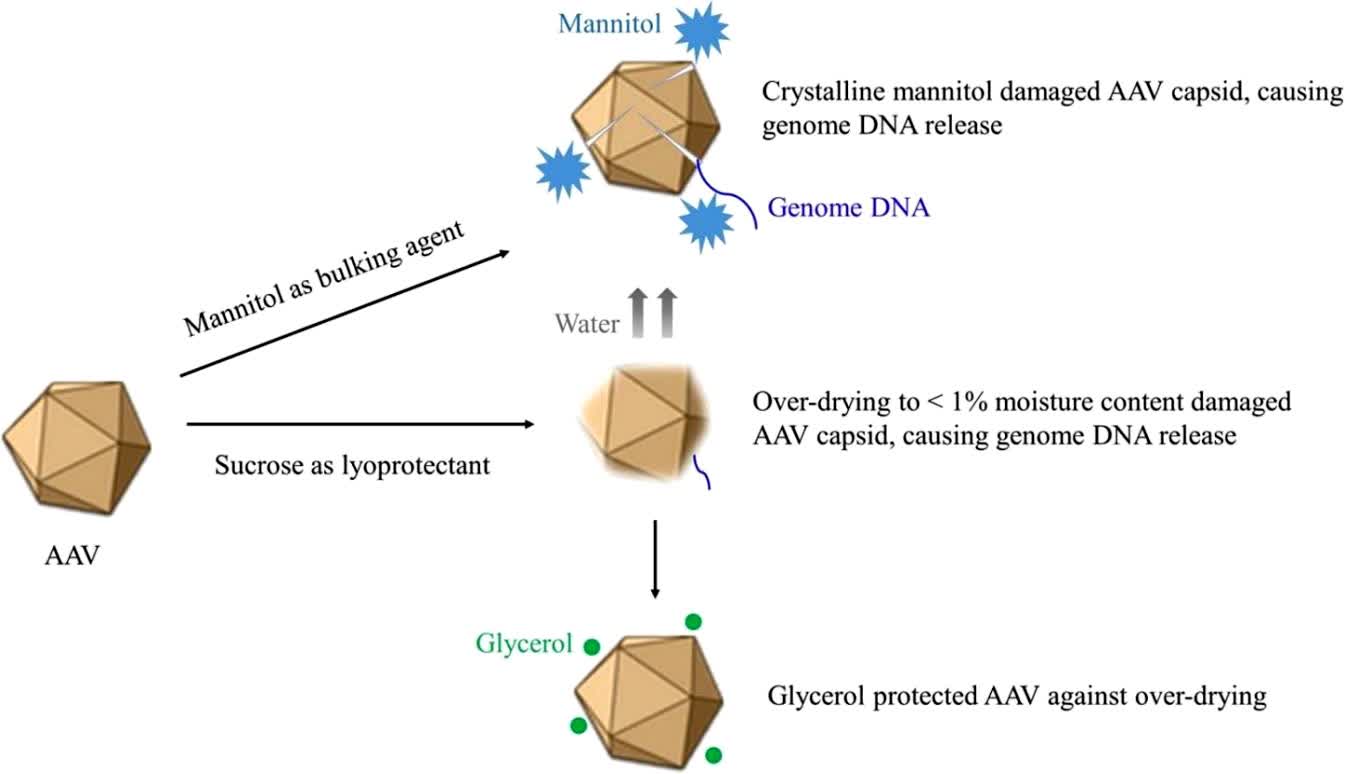 Fig.2 Development of adeno-associated virus lyophilized formulation.