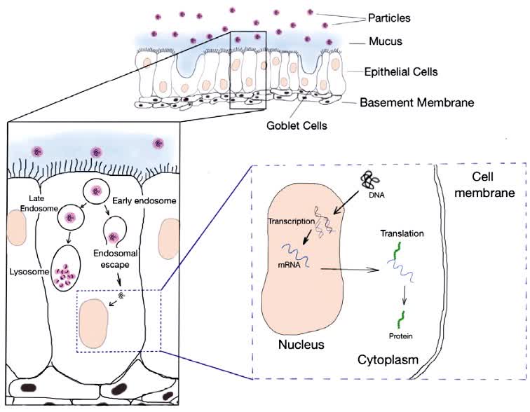 Fig.2 DNA delivery to lung epithelial cells.