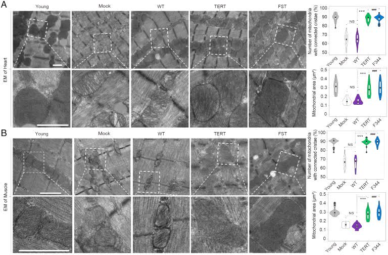 Fig.2 Roles of mitochondrial in mice.