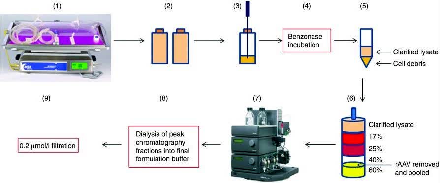 Fig.2 Process of recombinant adeno-associated virus manufacturing.