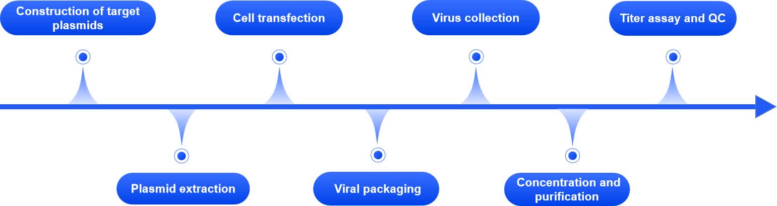 Fig.1 Adeno-associated virus packaging.