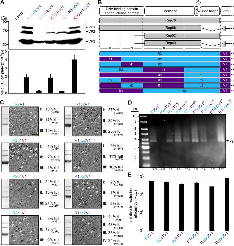 Fig.2 Increased efficiency of adeno-associated virus packaging.
