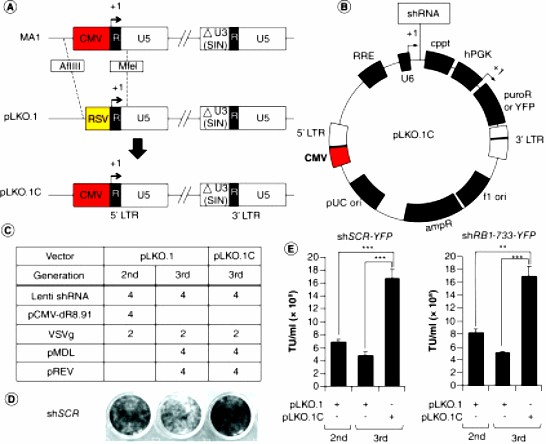 Fig.2 Third-generation lentiviral packaging.
