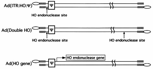 Fig.2 Structures of the adenovirus.