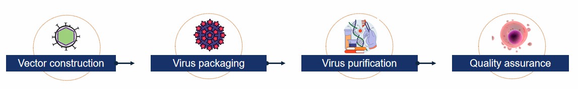 Fig.2 Viral vector packaging.