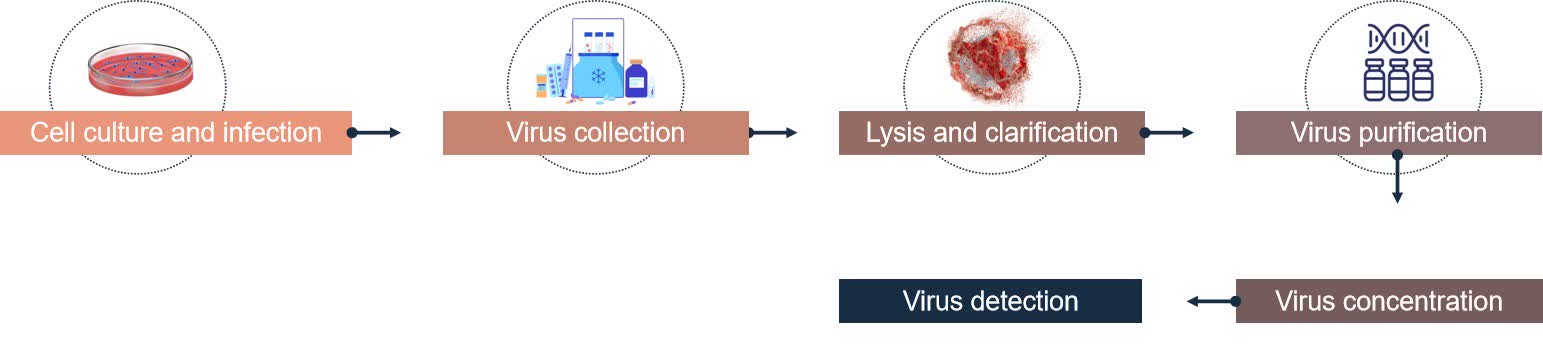Fig.1 Adeno-associated virus vector purification.