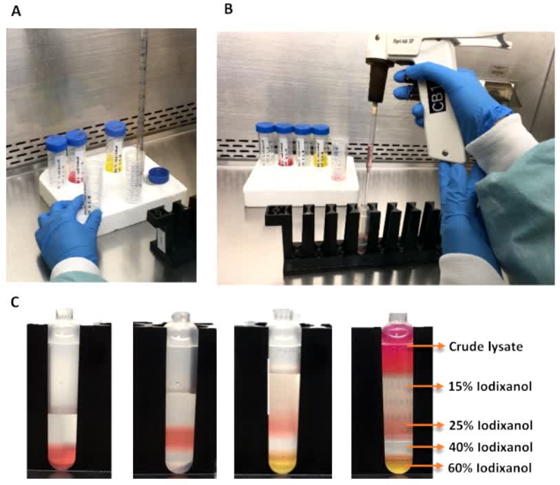 Fig.2 Setup for iodixanol gradient purification.