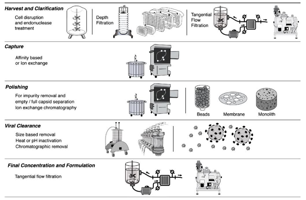 Fig.2 Adeno-associated virus purification process.