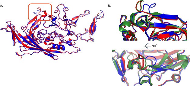 Fig.2 Atomic structure of adeno-associated virus 7 capsid protein.
