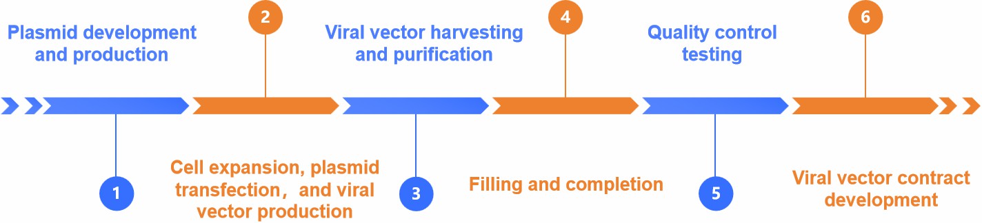 Fig.2 Gene therapy manufacturing process development.