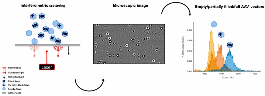 Fig.1 Adeno-associated virus empty capsid mass photometry measurement.