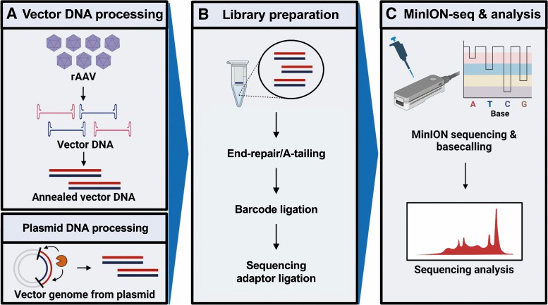 Fig.2 Workflow for nanopore sequencing of adeno-associated viruses.