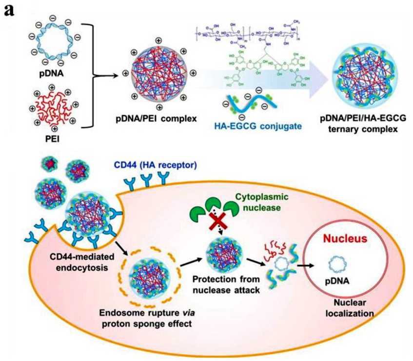 Fig.1 The self-assembled complexes of pDNA/PEI/HA-EGCG for gene delivery.
