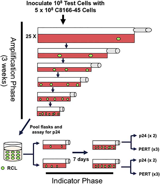 Fig.2 Replication-competent lentivirus assay.