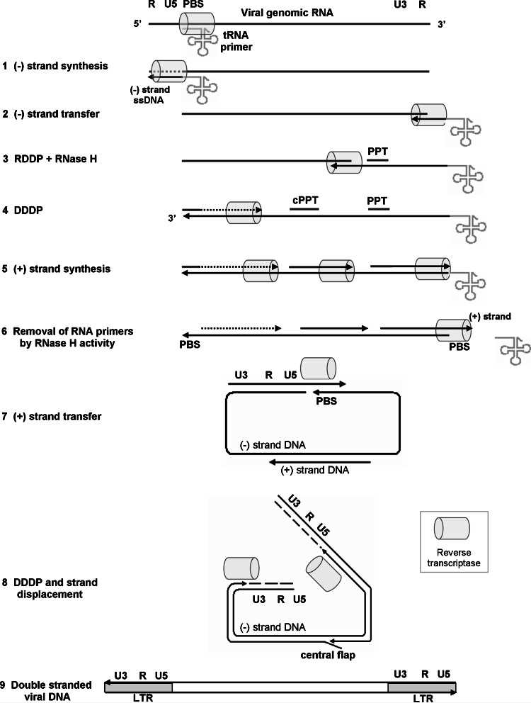 Fig.2 The reverse transcription process.