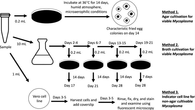 Fig.1 Mycoplasma testing.