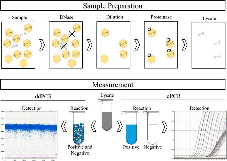 Fig.2 Example of adeno-associated virus gene therapy sample preparation before PCR analysis.